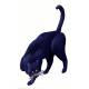 Gato negro de cabeza baja