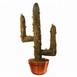 Cactus retama